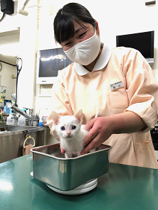 愛玩動物看護師　野元　聡美